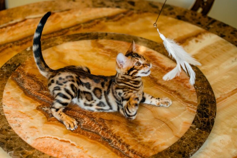 Alma Bengal female, black spotted tabby