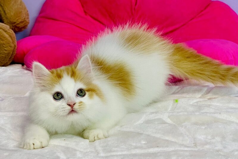 Henry Scottish Straight male, red tabby