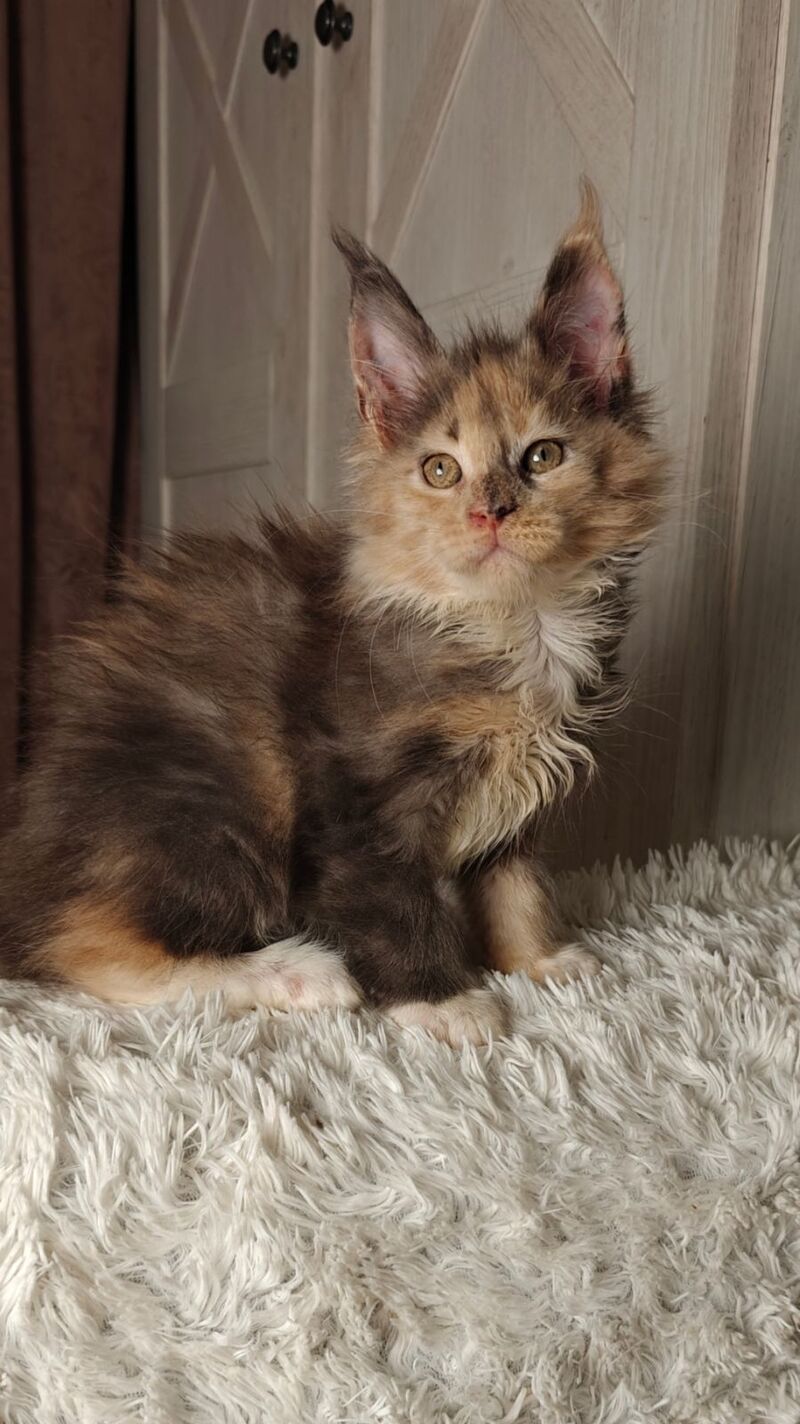 Quintara Maine Coon female blue tortie tabby bicolour live animals