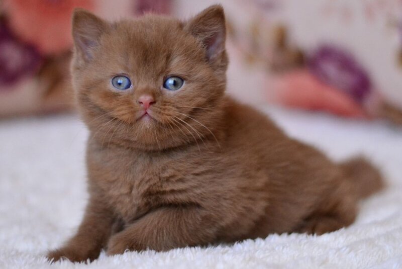 Ecler British Shorthair male cinnamon - live animals