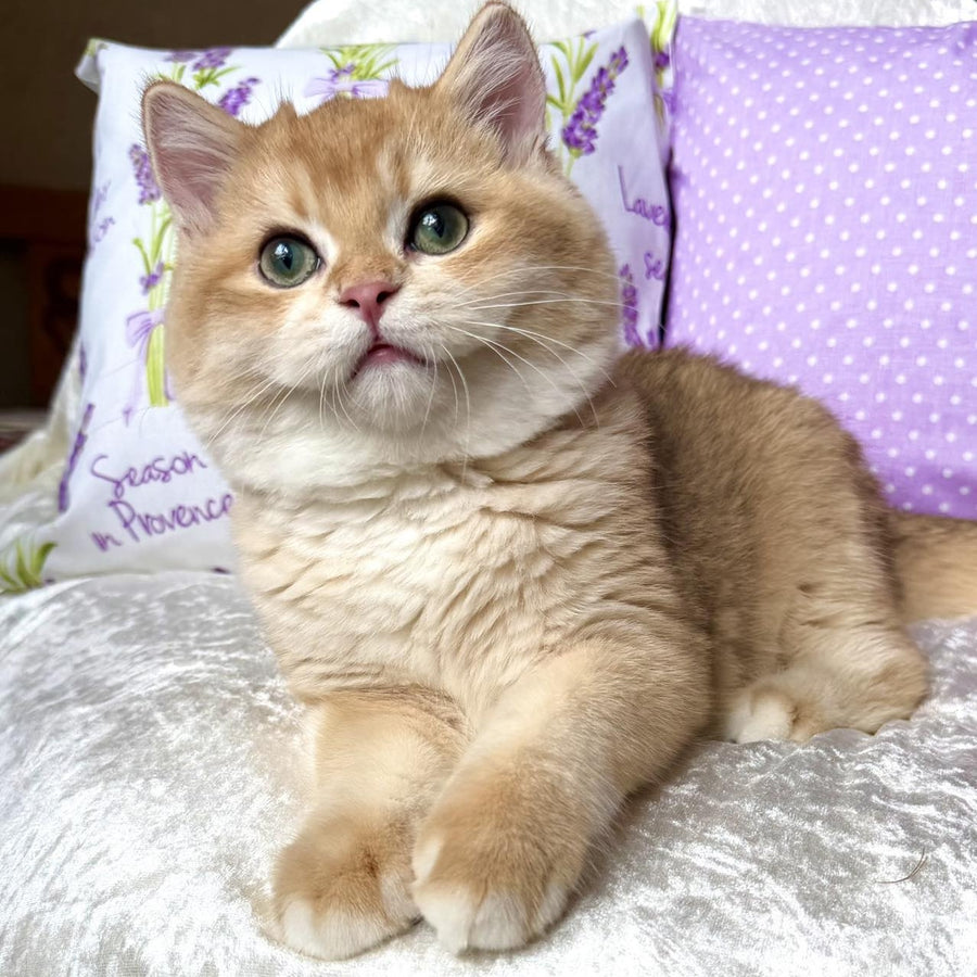 Billy British Shorthair male, black golden chinchilla