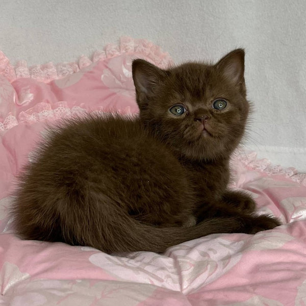Butch British Shorthair male, chocolate