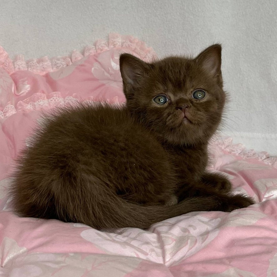 Butch British Shorthair male, chocolate