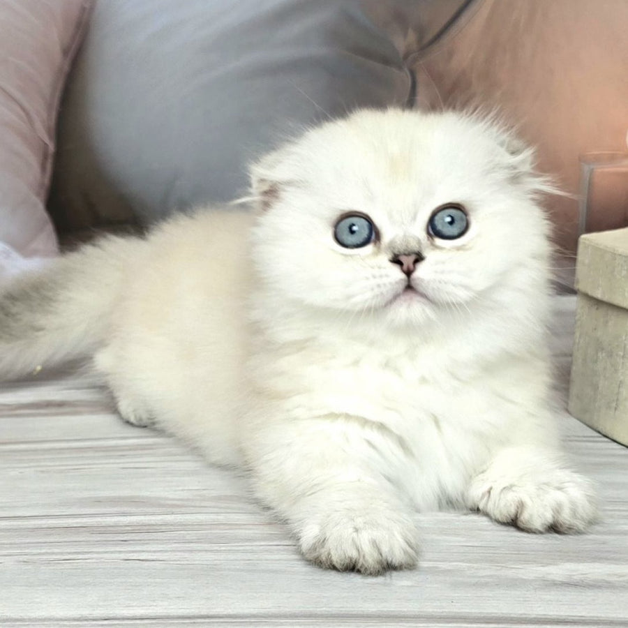 Sapphire Munchkin female, black silver shaded pointed