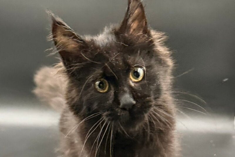 Wanda Maine Coon female, black