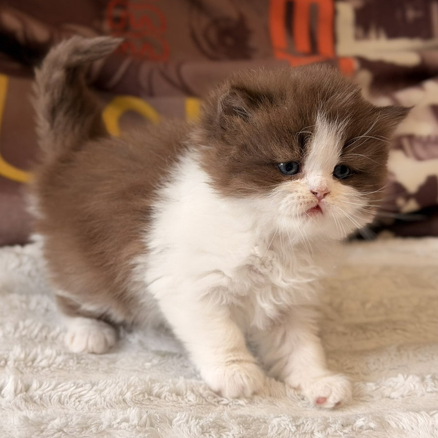 Amber British Longhair female, chocolate bicolour