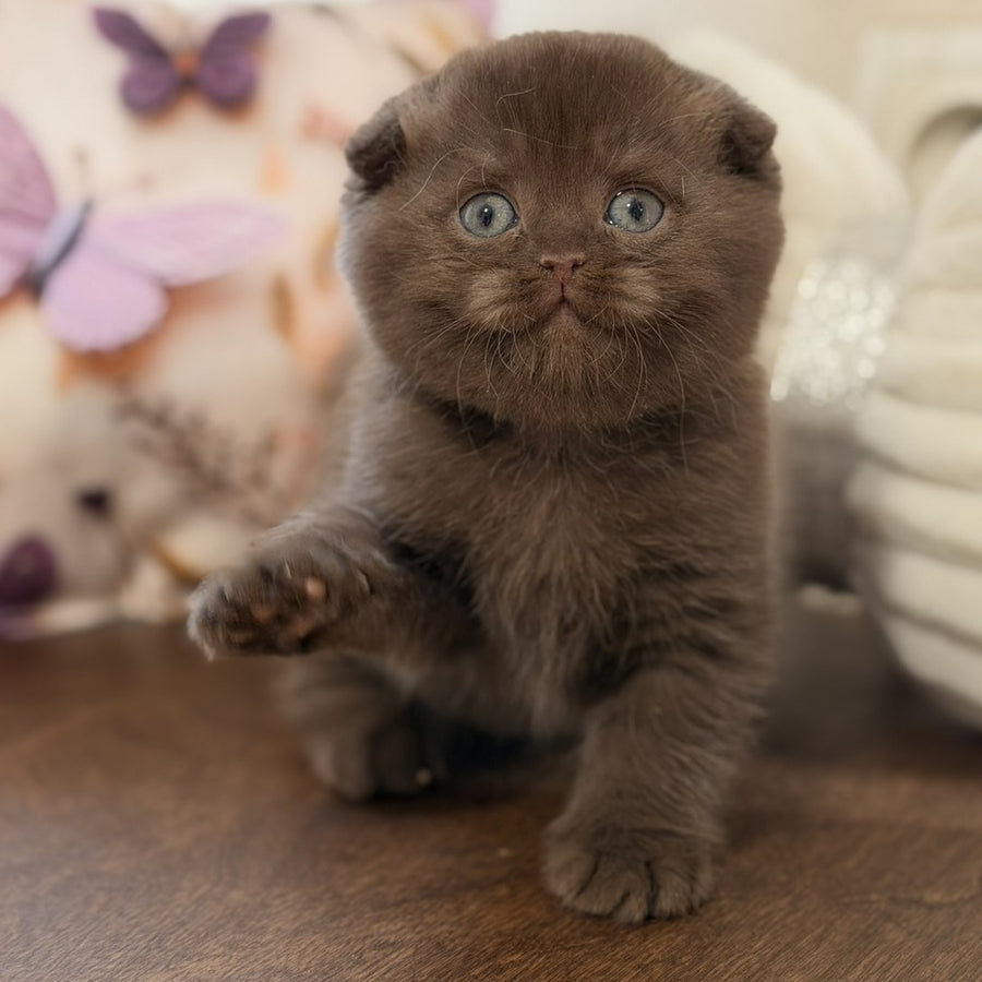 Tom Scottish Fold male, chocolate