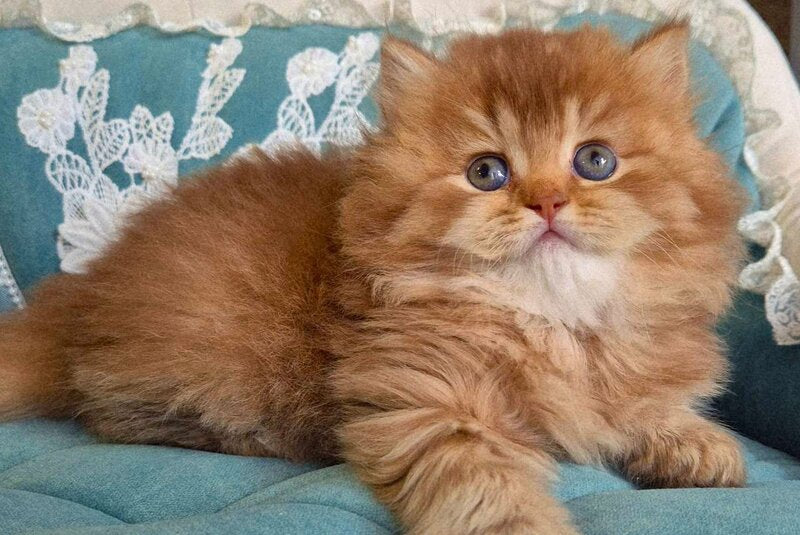 Maribel British Longhair female chocolate golden shaded - live animals