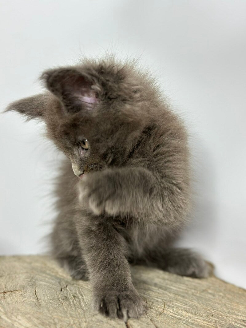 Joker Maine Coon male blue - live animals