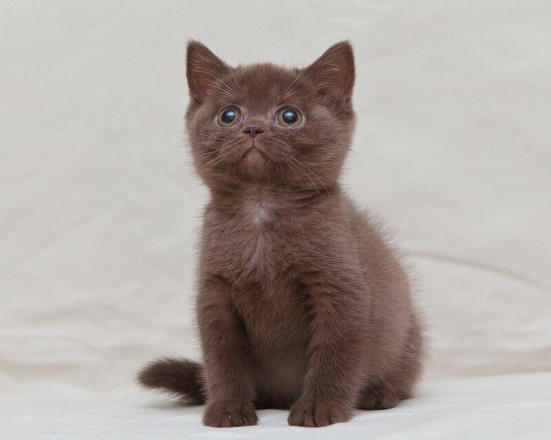 Neko British Shorthair male, chocolate