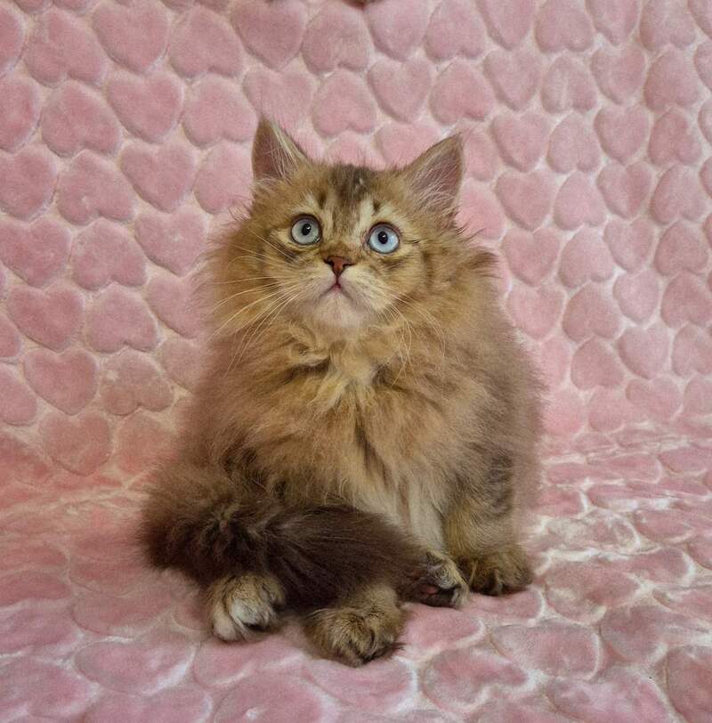 Felix British Longhair male, chocolate golden ticked tabby with white
