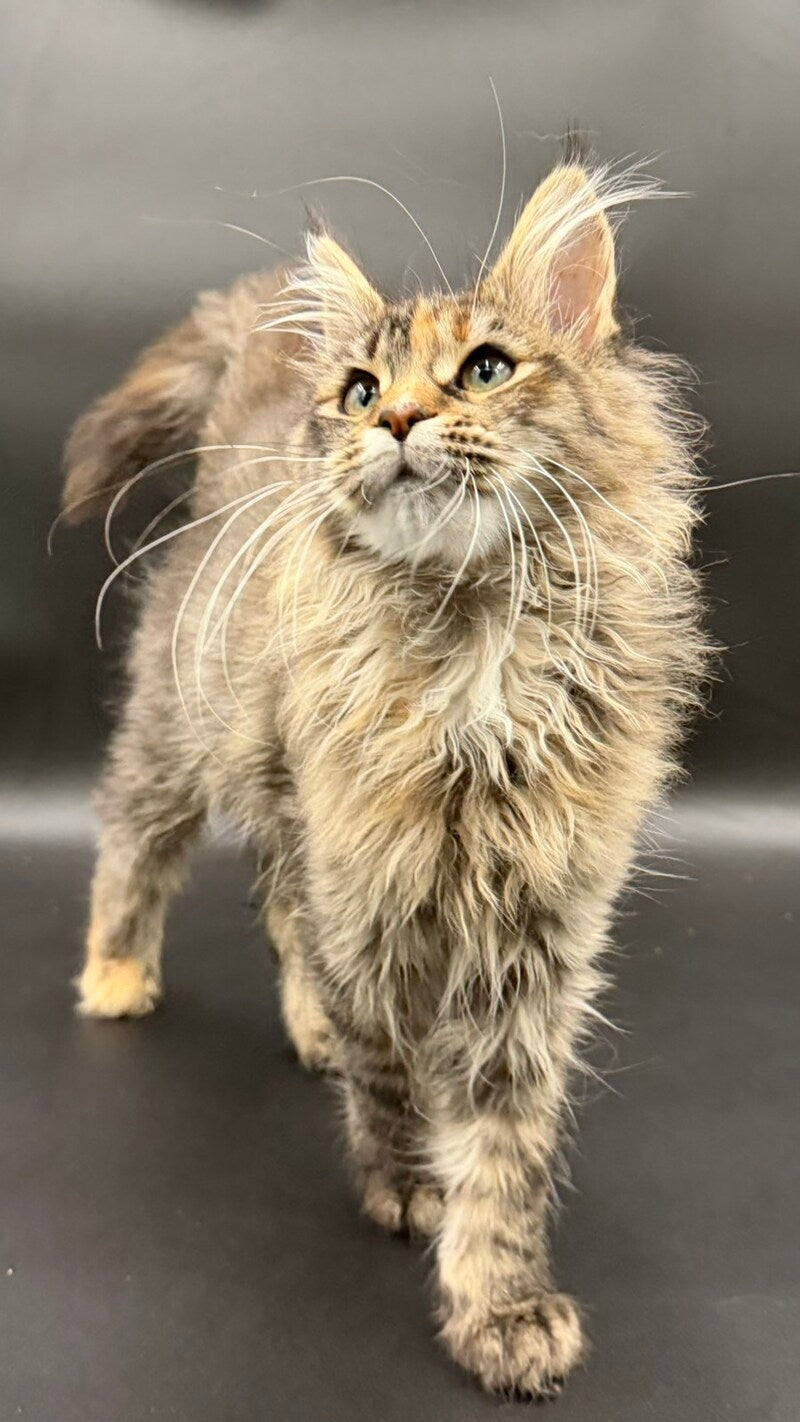 Werra Maine Coon female black tortie spotted tabby - live animals