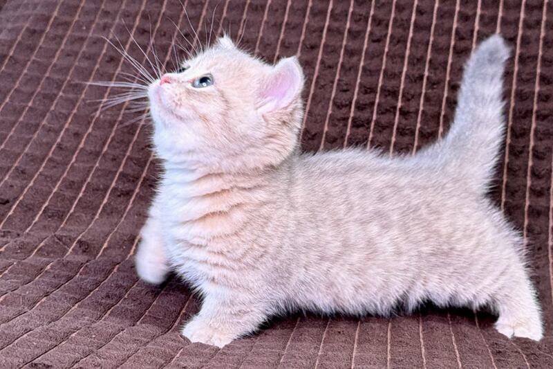 Melody Munchkin female, blue golden spotted tabby