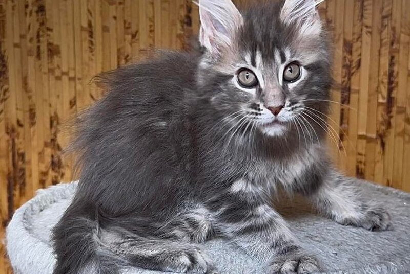 Shakira Maine Coon female, black silver tabby