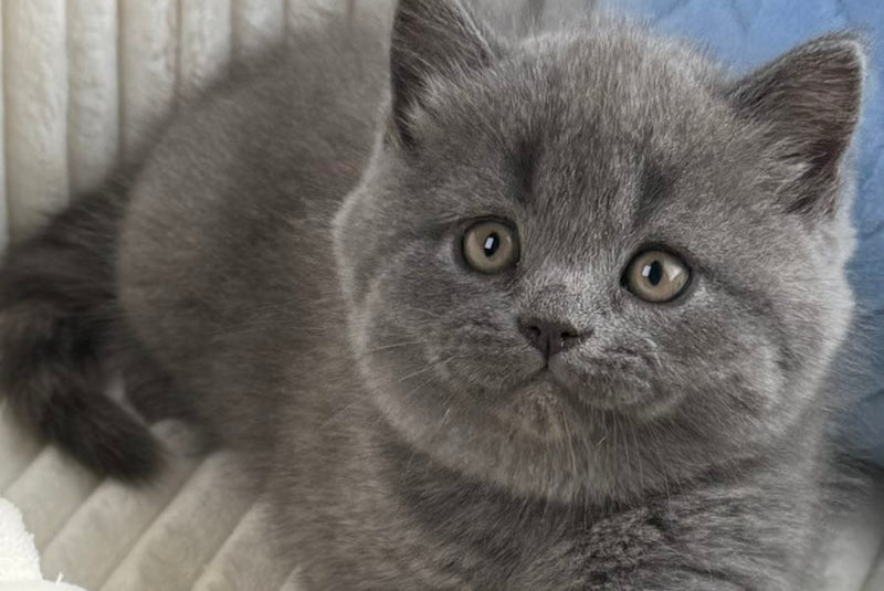 Austin Scottish Straight male, blue