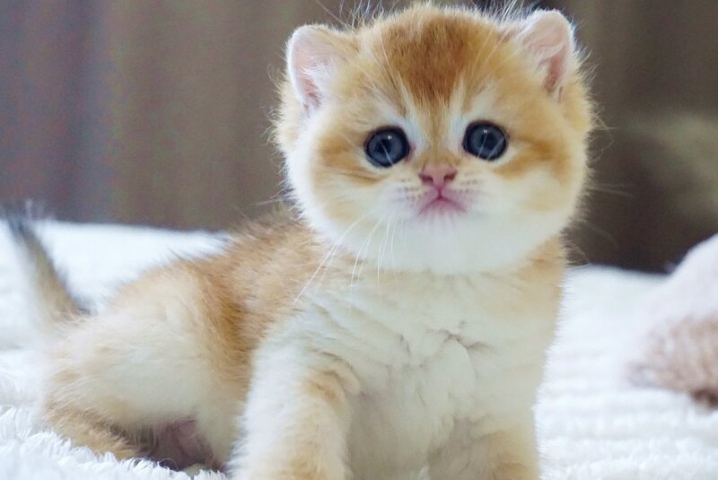 Deni British Shorthair male, black golden chinchilla