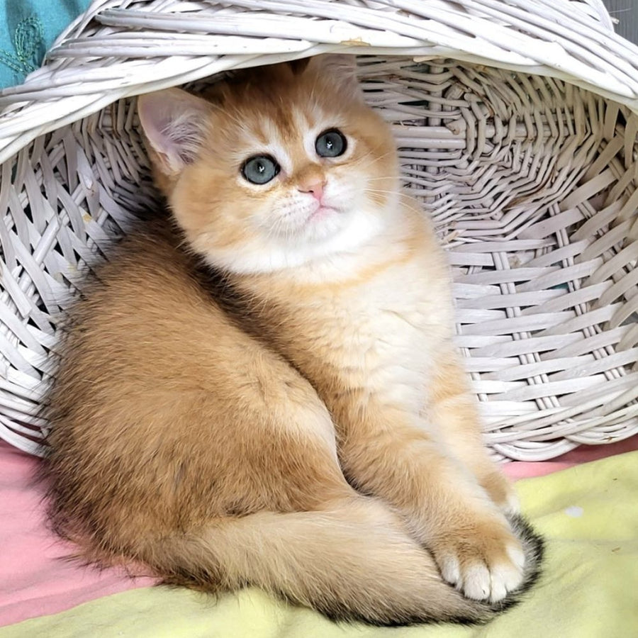 Zara British Shorthair female, black golden shaded