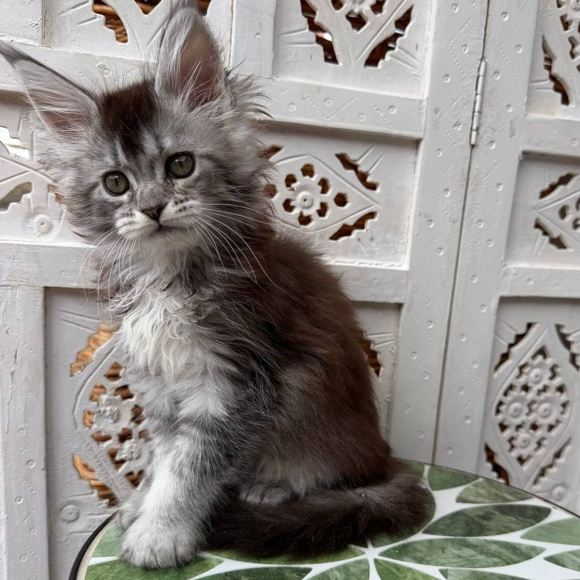 Blossom Maine Coon female, black silver tabby