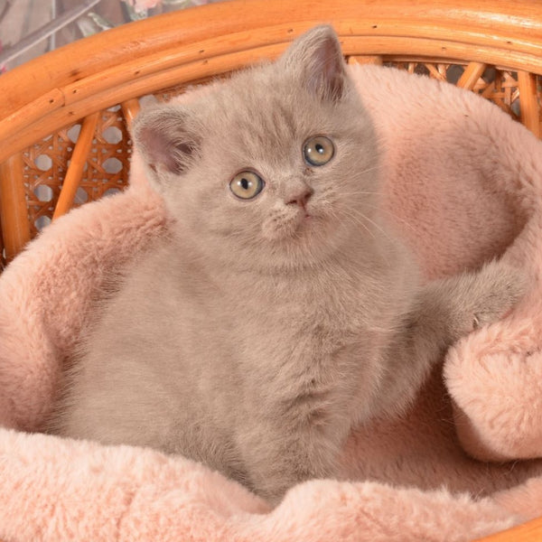 Olivka Scottish Straight female, lilac