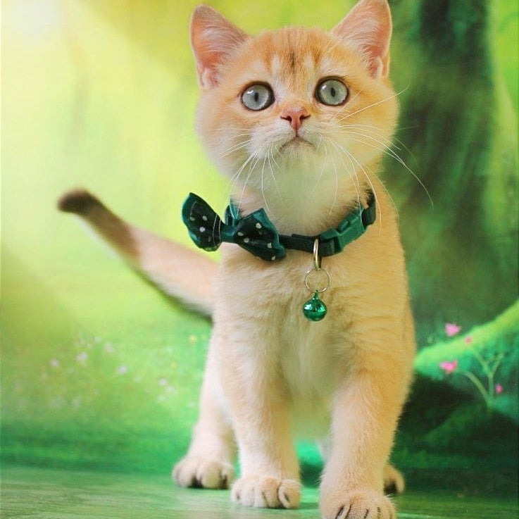 Kay British Shorthair male, chocolate golden shaded