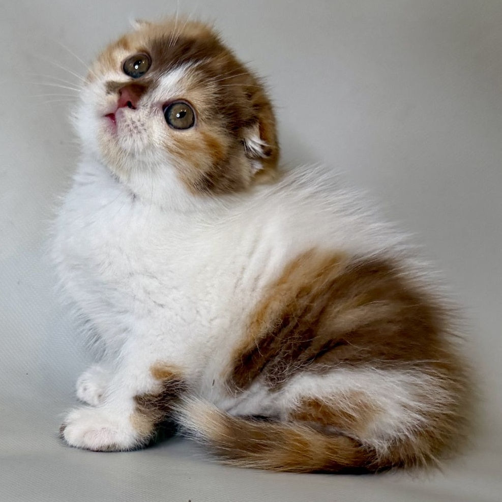 Arlette Scottish Fold female, cinnamon tortie bicolour