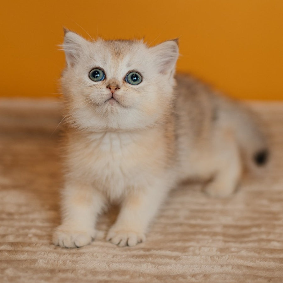 Elza Scottish Straight female, black silver ticked tabby