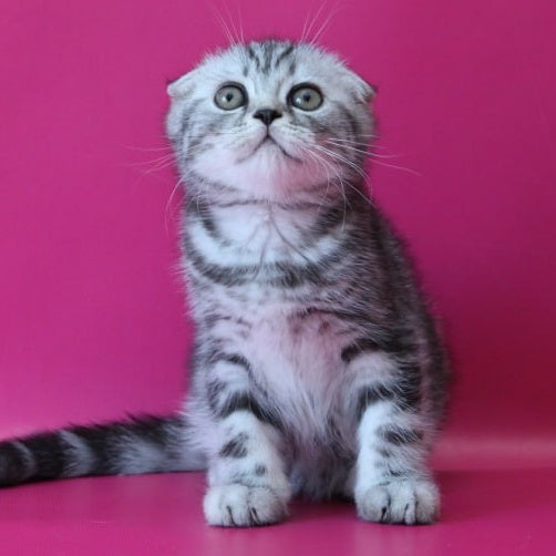 Salvador Scottish Fold male, black silver tabby