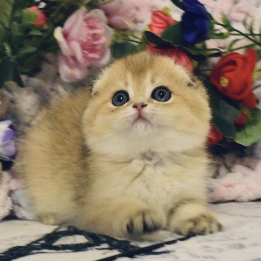 Barni Scottish Fold male, black golden shaded