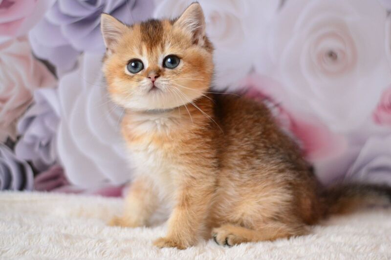 Fibi British Shorthair female, black golden ticked tabby