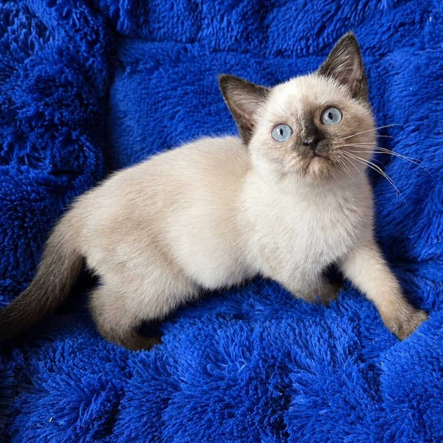 Laura British Shorthair female, black tortie pointed