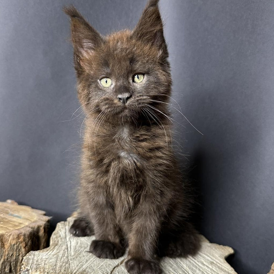 Patron Maine Coon male, black
