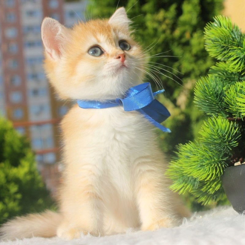 Hasan British Shorthair male, black golden shaded