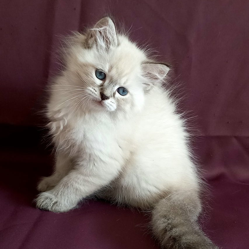 Marcus Siberian male, black tabby pointed