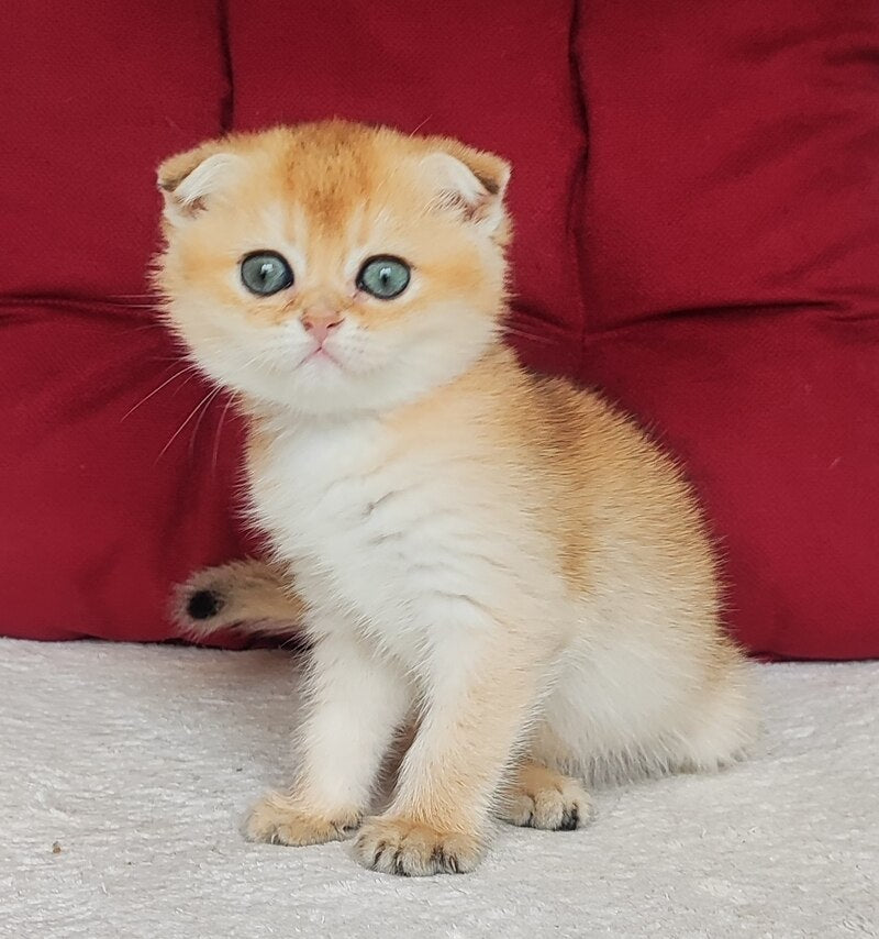 Viva Scottish Fold female, black golden shaded