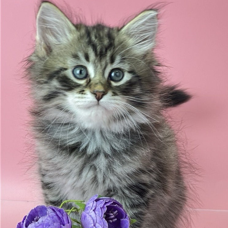 Yaros Siberian male, black tabby