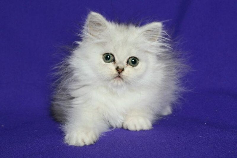 Yamaha Persian female, black silver shaded