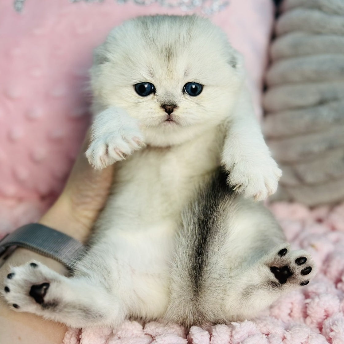 Isabel Scottish Fold female, black silver shaded