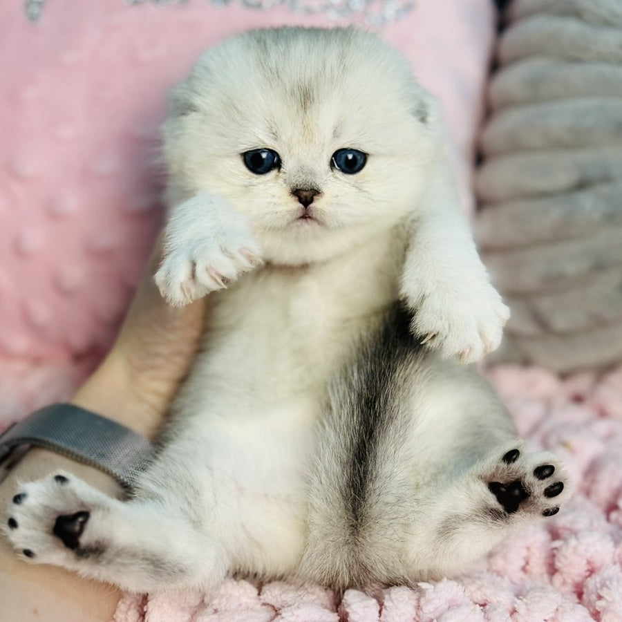 Isabel Scottish Fold female, black silver shaded