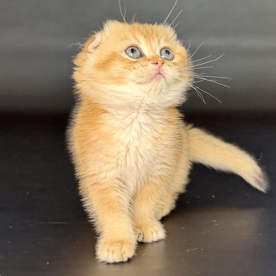 Ulani Scottish Fold female, black golden chinchilla