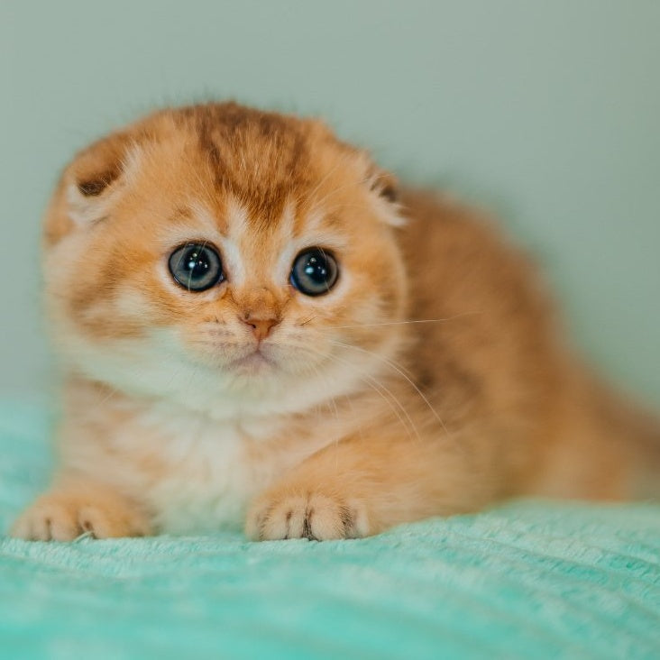Eva Scottish Fold female, black golden ticked tabby