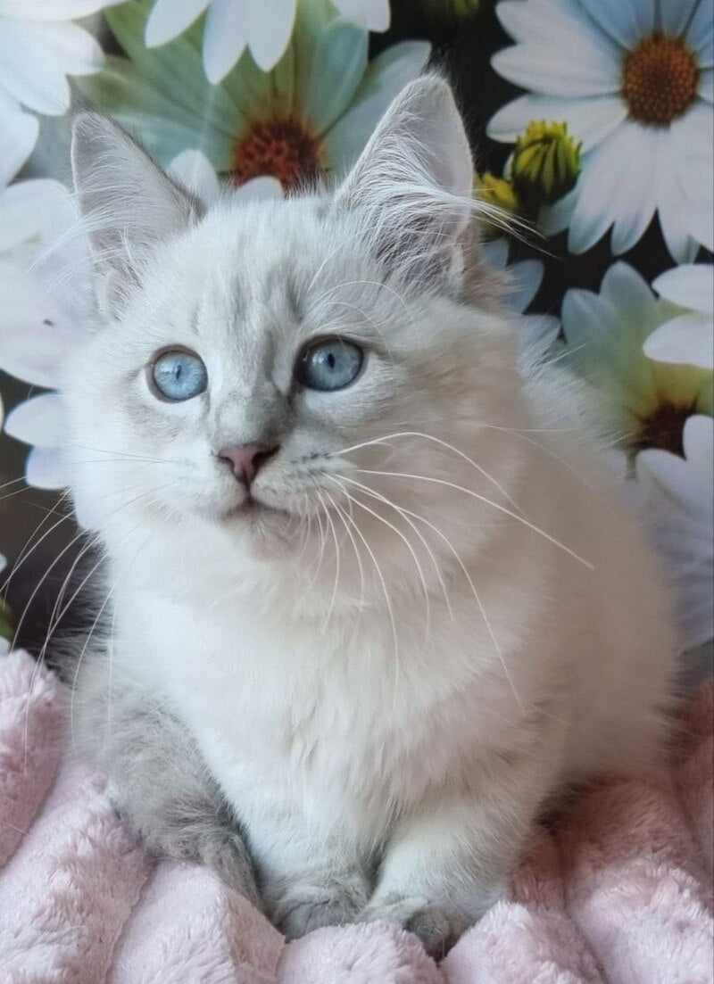 Rainy Siberian female, blue tabby pointed with white