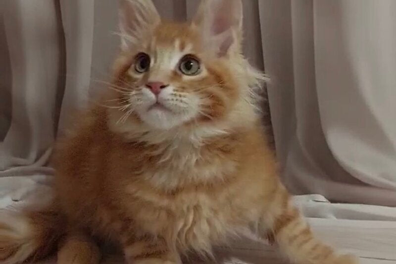 Gellik Maine Coon male red ticked tabby - live animals