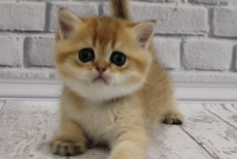 Garold Scottish Straight male, black golden ticked tabby
