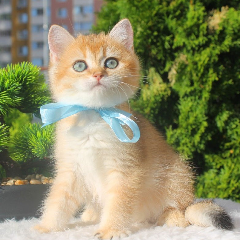 Harley British Shorthair male, black golden shaded