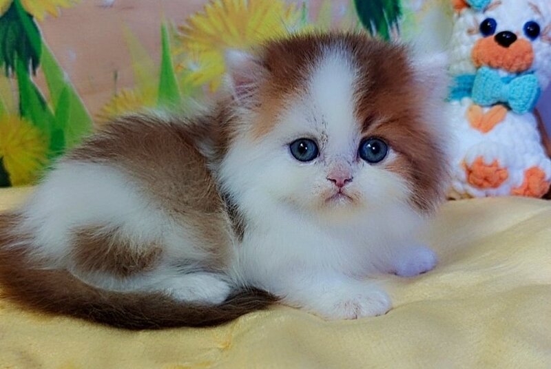 Neo British Longhair male, chocolate golden bicolour