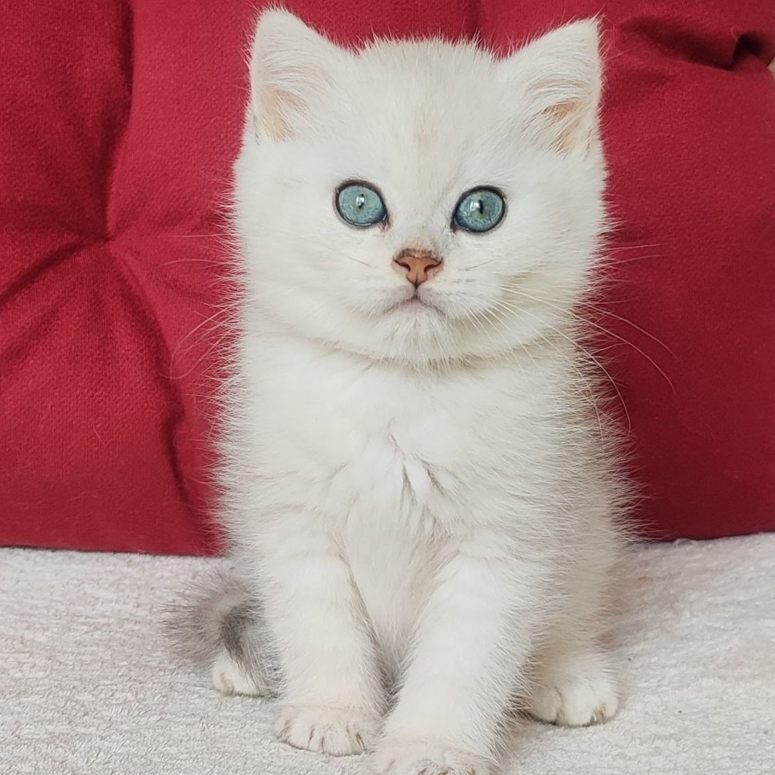 Avgust Scottish Straight male, black silver shaded