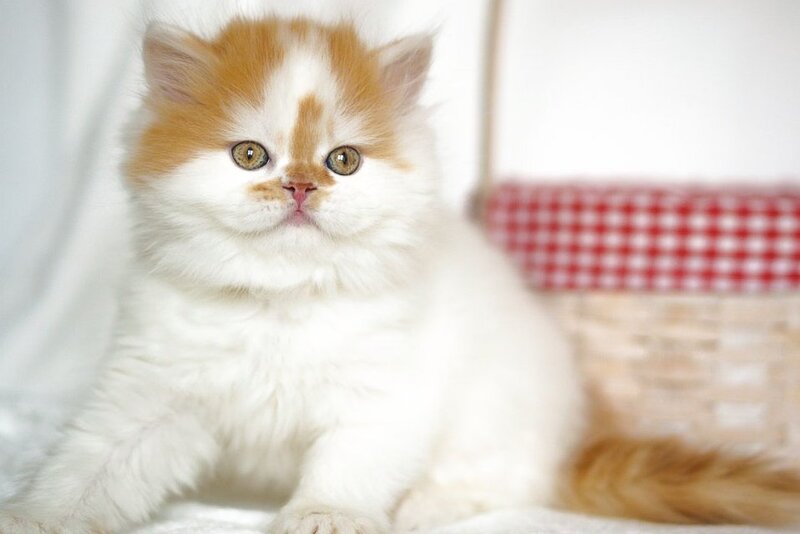 Pepper Scottish Straight male, red tabby harlequin