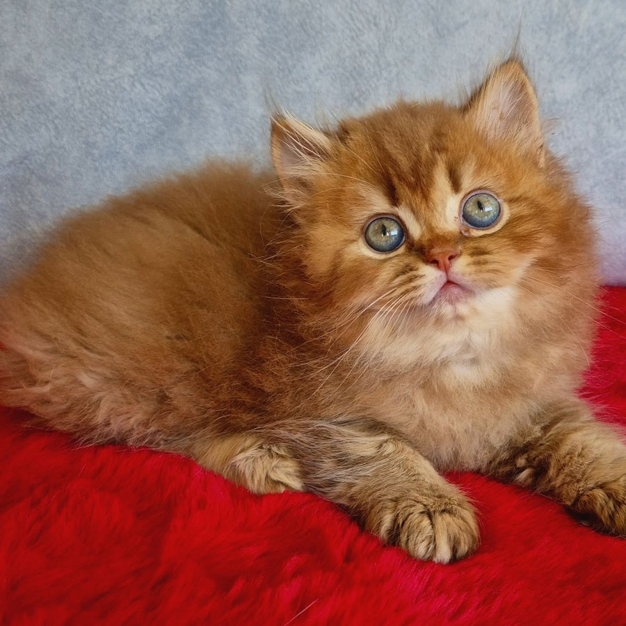Dustin British Longhair male, chocolate golden ticked tabby