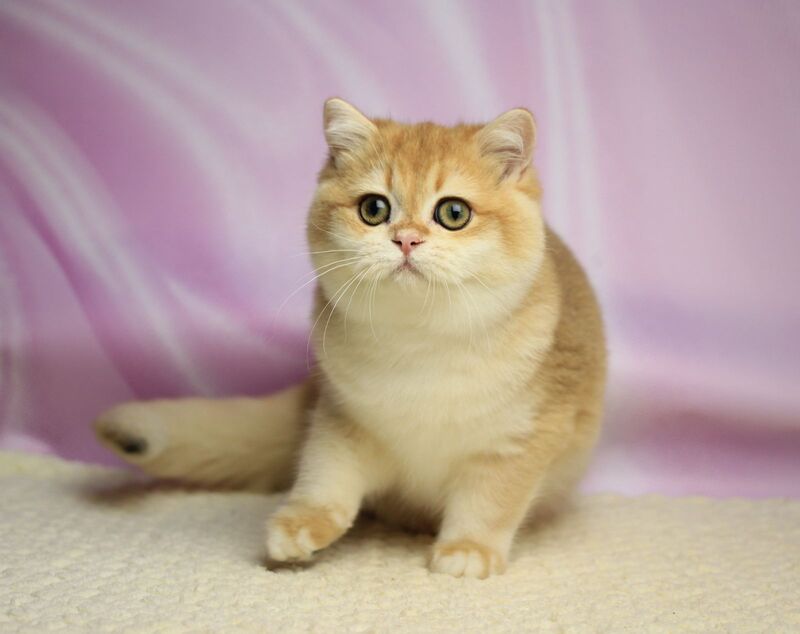 Baton British Shorthair male, black golden chinchilla