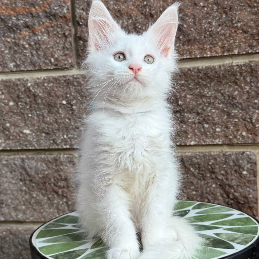 Ziggy Maine Coon male, white